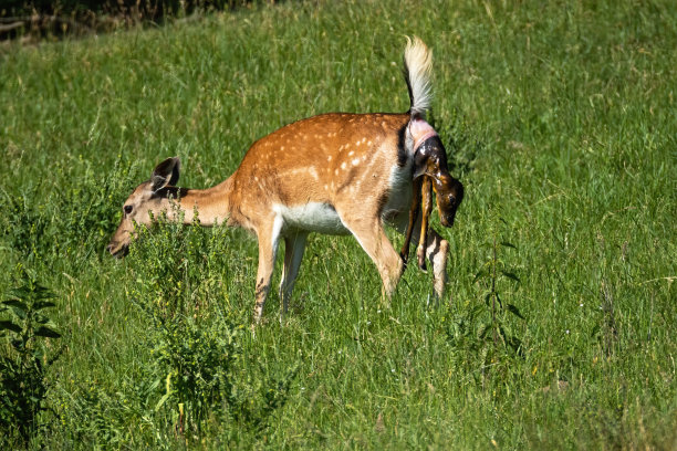 doe