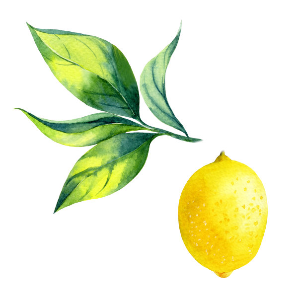 柠檬,柠檬插画