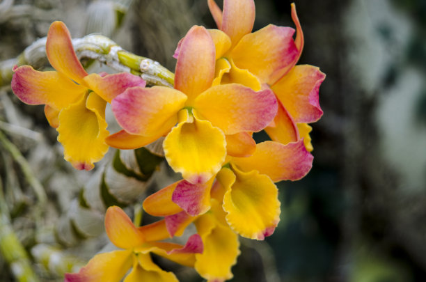 cymbidium