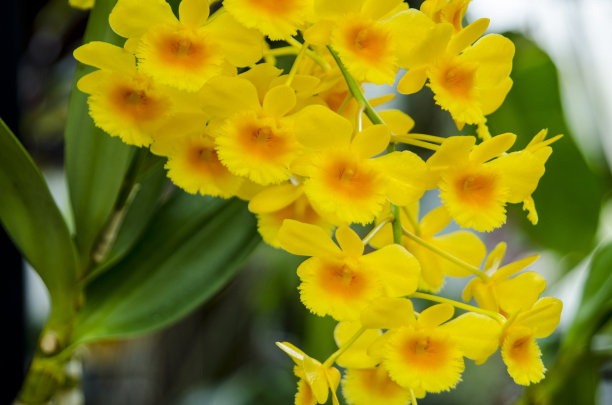 cymbidium