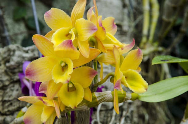cymbidium