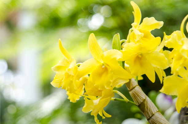 cymbidium