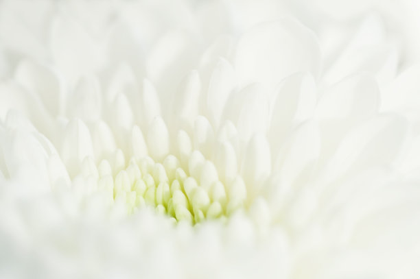 白香菊