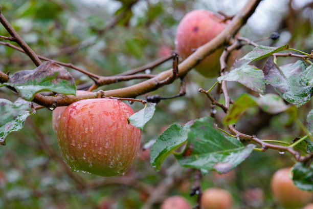 苹果园采摘季