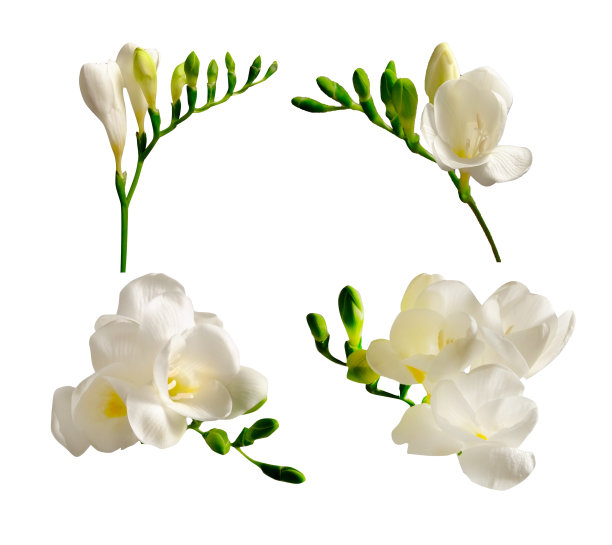 freesia