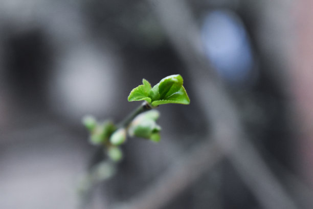 林间花丛