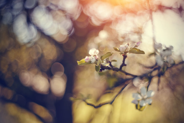 春天的苹果 梨花