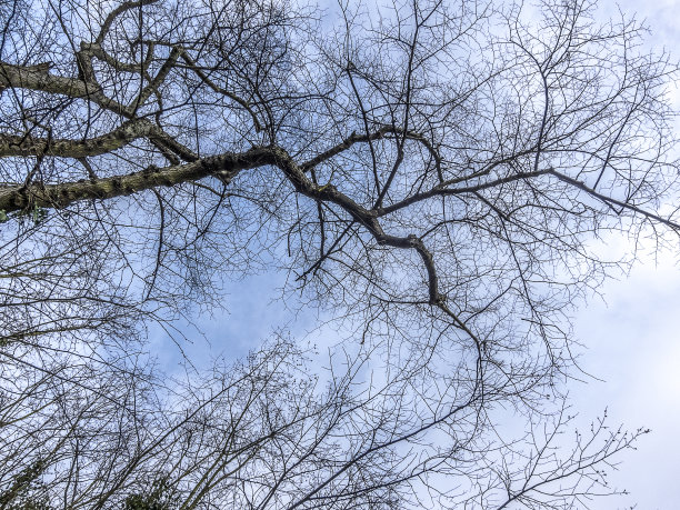 树枝,剪影,树木,天空,弯曲树