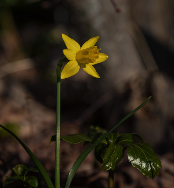 盛开花卉百合鲜花