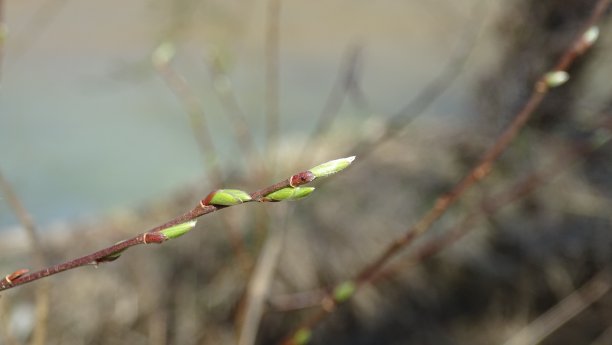 春天发芽的柳树枝条