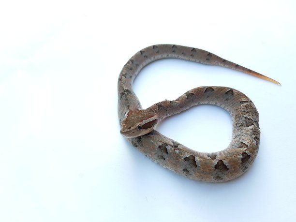 adders