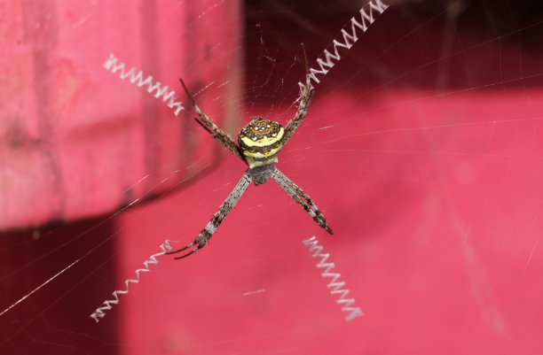 argiope