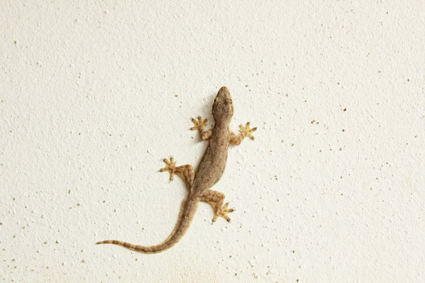 phelsuma