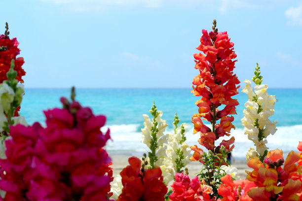沙滩上的花朵