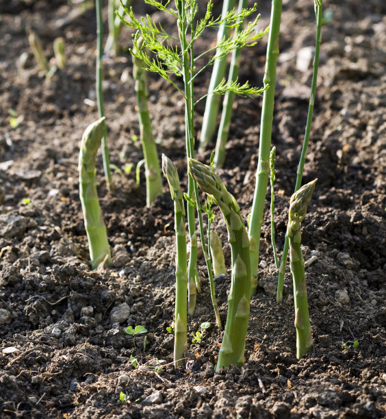 asparagus
