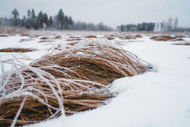 积雪覆盖草地