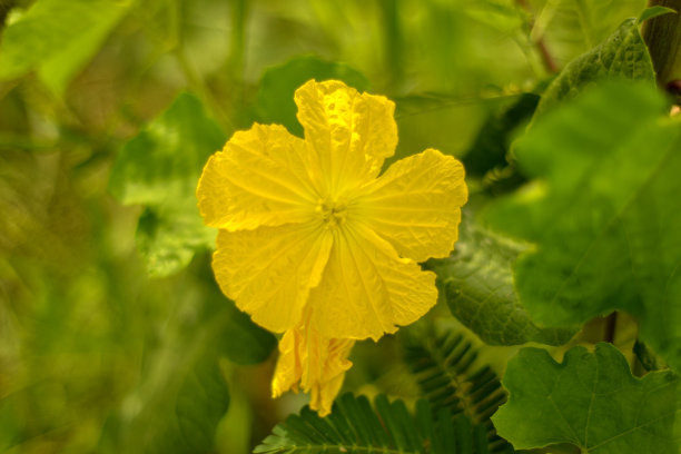 丝瓜花