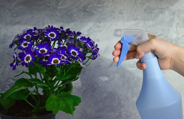 蓝色瓶子花