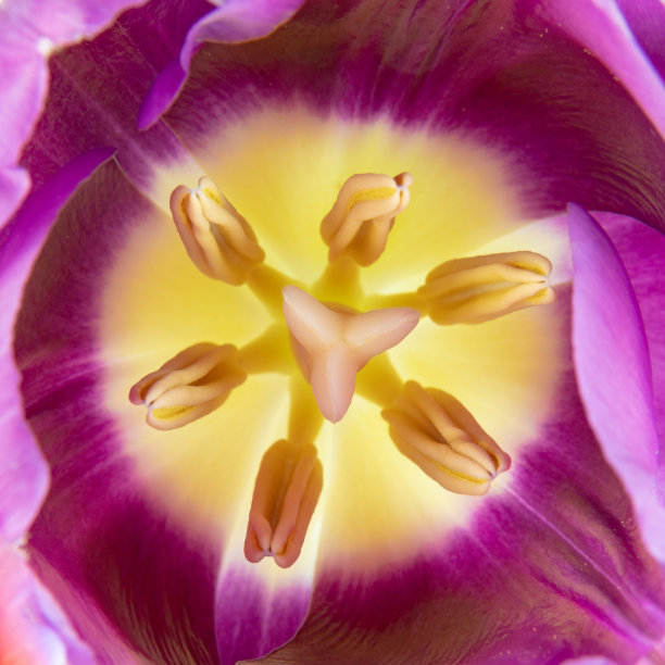 花卉摄影花朵特写素材郁金香花