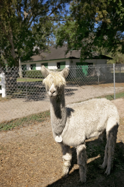 llama