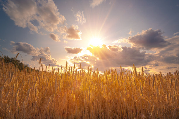 麦穗与天空丰收麦田