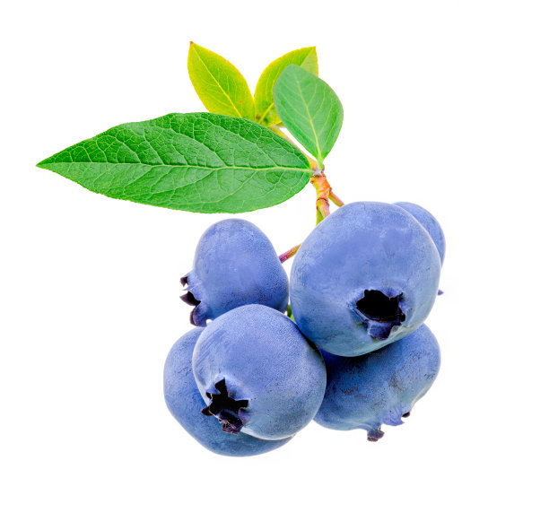 枝头鲜蓝莓
