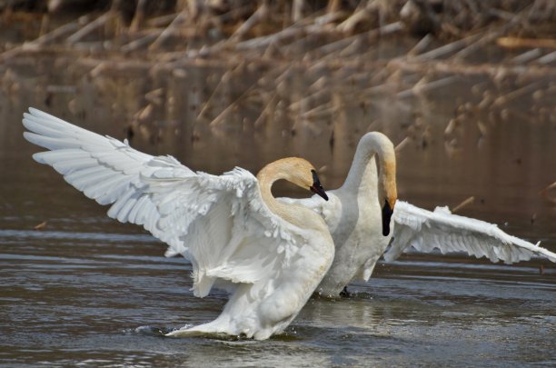 goose
