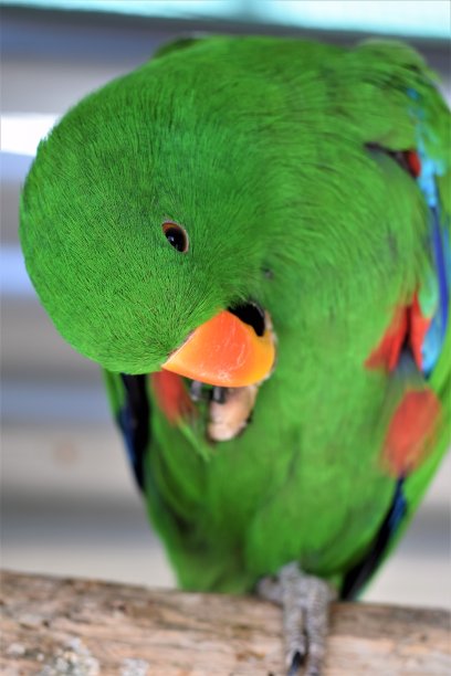 eclectus