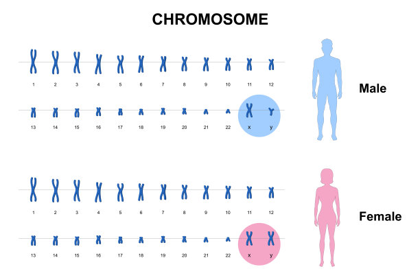 chromosone