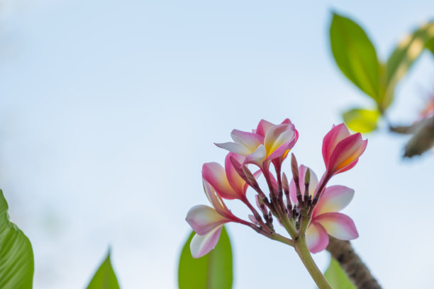 花朵花纹花框