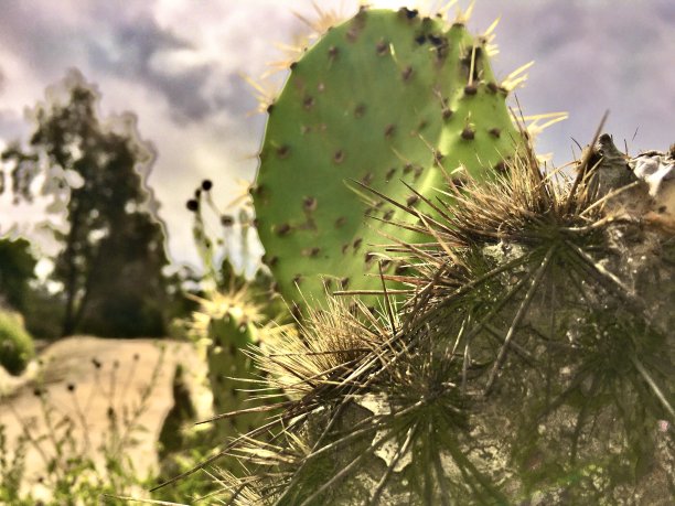 saguaro