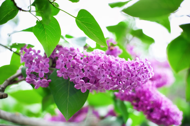 雌蕊和雄蕊花艺