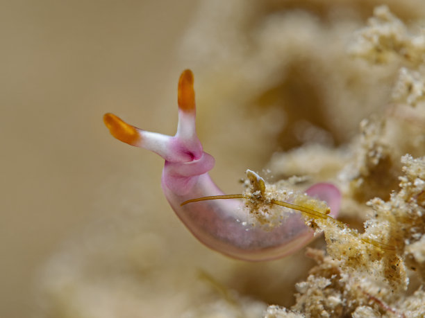 mollusk