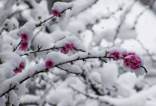 大雪冬至小寒大寒