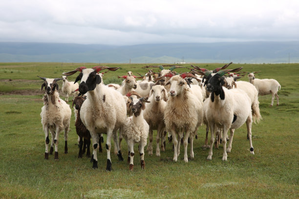 绵羊群 农场