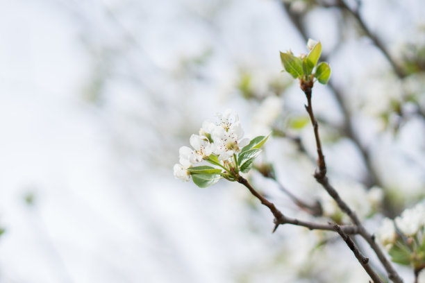 李子花特写