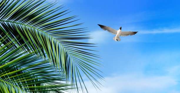 海岛飞翔的海鸥