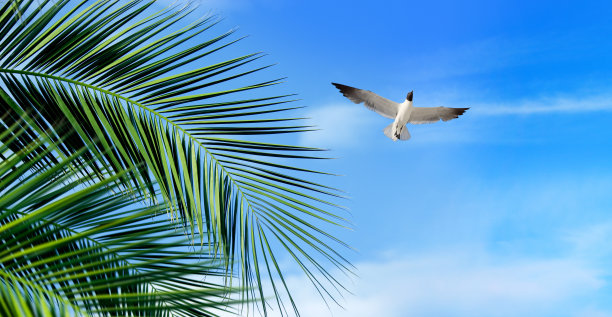 仰拍树枝天空