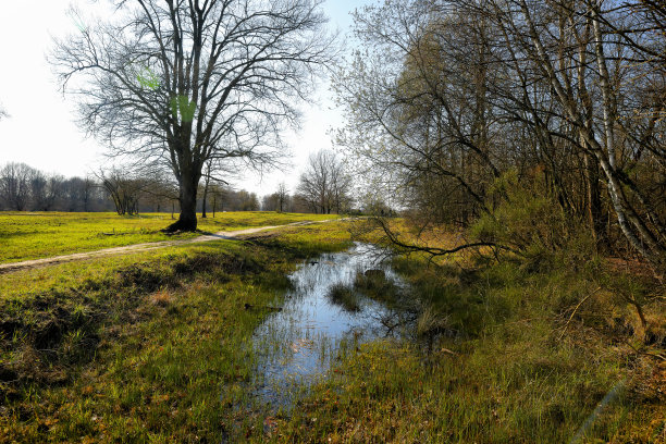 春季的湿地