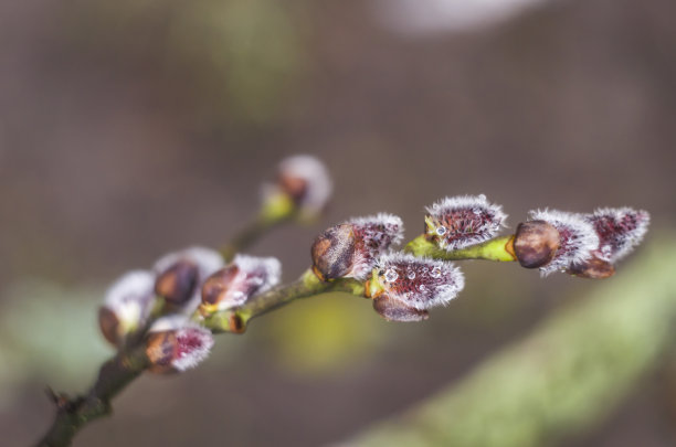 新鲜花