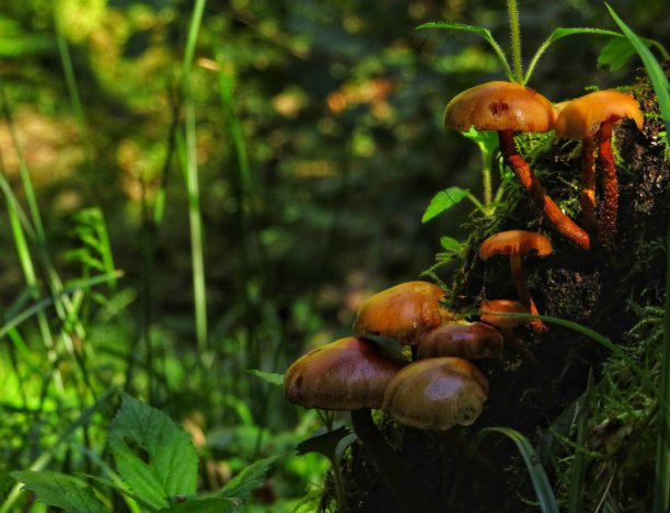 树林蘑菇