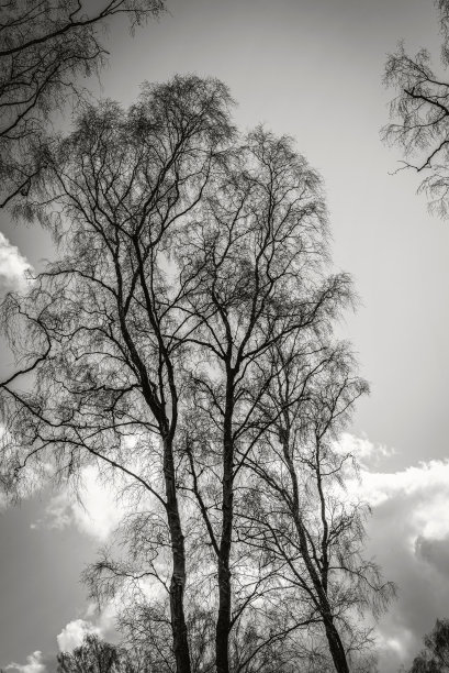 蓝天白云下的白桦树