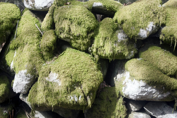 石壁与绿植
