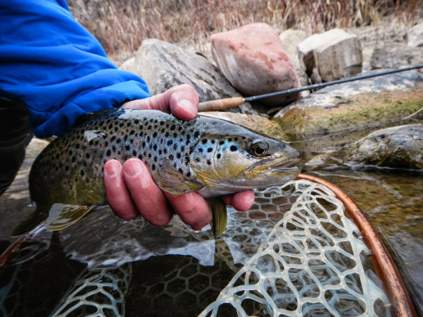 salmo