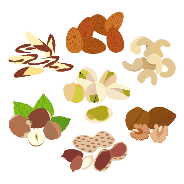 碧根果插画