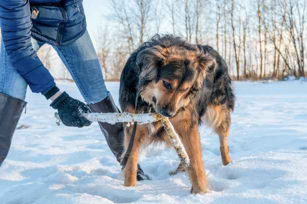 长毛犬