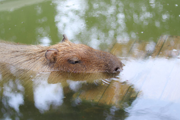 capybara