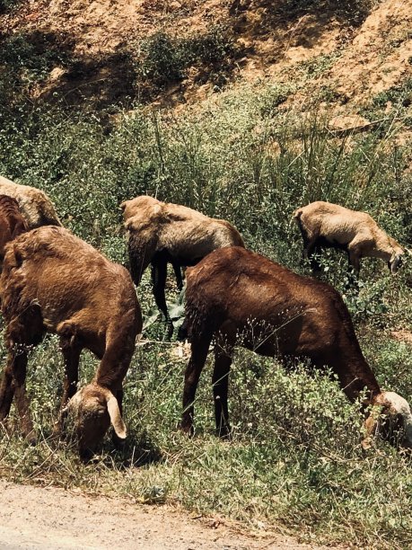 夏季草原牛群