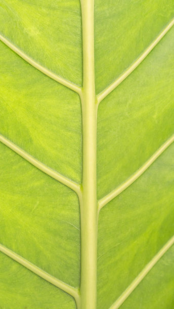 香草世界