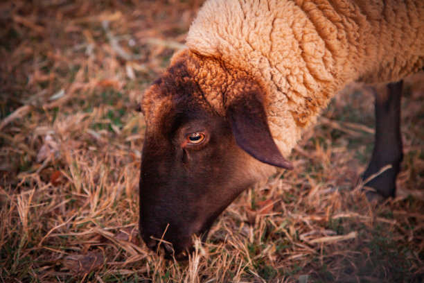 草地绵羊